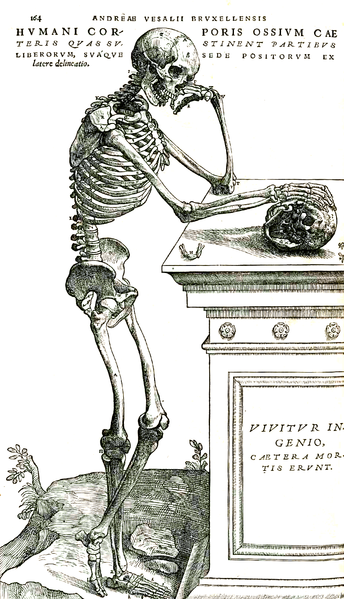 One of the large, detailed illustrations in Andreas Vesalius's De humani corporis fabrica, 1543.