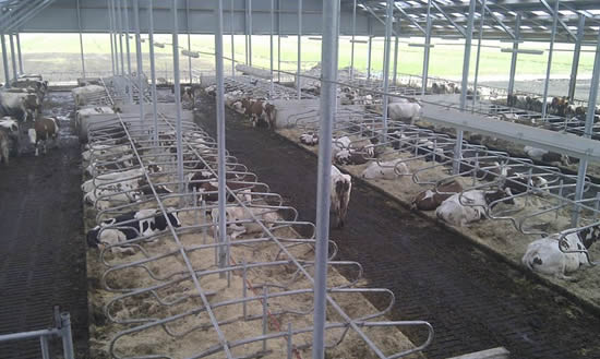 Ecologische Landbouw of De biologische melkveestal van Boer Bert in Woerden, Nederland. (foto: Onderwijsgek)