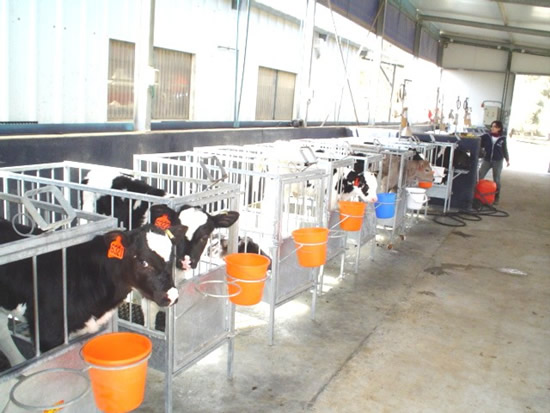 Exemple d'élevage hors-sol ; veaux en batterie. Holstein calves in individual cages. Revivim, Israel