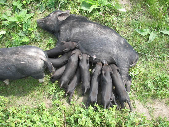 Truie allaitant ses petits (Black pig). Photo by AlterVista