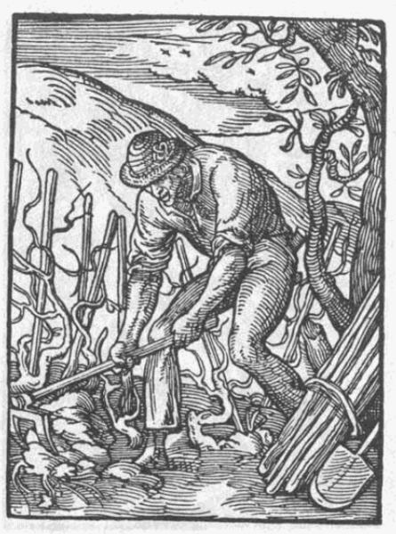 Een wijnbouwer (1568). Photo by Jost Amman and Hans Sachs.