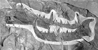 La pince fossilisée mesure 46 cm de long