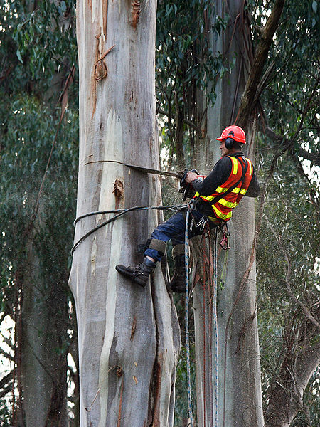 An arborist felling a eucalyptus tree with a chainsaw in a public park at Kallista, Victoria, Australia (Photo by jjron, 9 July, 2008)