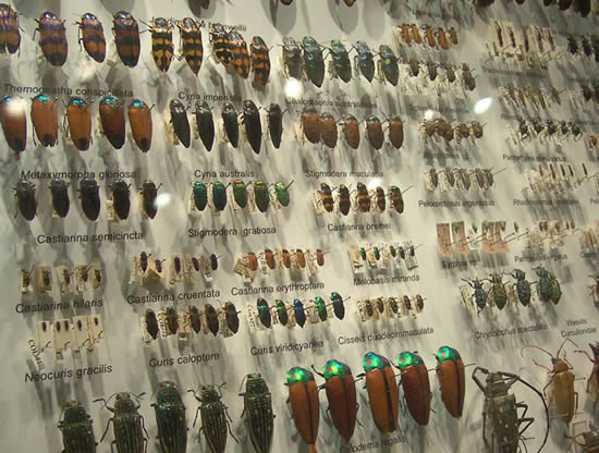 Une collection de scarabées au musée de Melbourne en Australie. Beetle collection at the Melbourne Museum, Australia.
