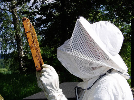 Apiculteur inspectant un rayon de miel. (Beekeeping in Lund, SWEDEN, photo by Mats Hagwall)