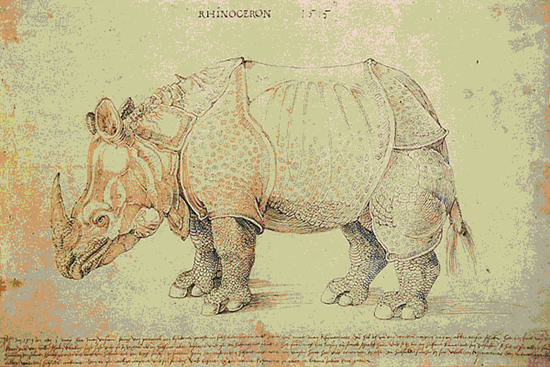 Une célèbre estampe sur bois, gravée par Albrecht Dürer en 1515, et appelée le Rhinocéros de Dürer.