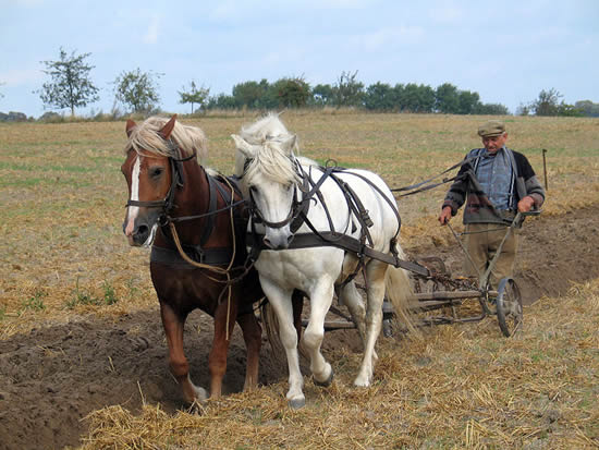 Een agrariër of landbouwer. Het ploegen van het land met behulp van paarden.