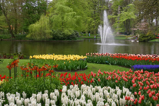 Composition florale de jacinthes et tulipes au Keukenhof aux Pays Bas. Photo by Alessandro Vecchi