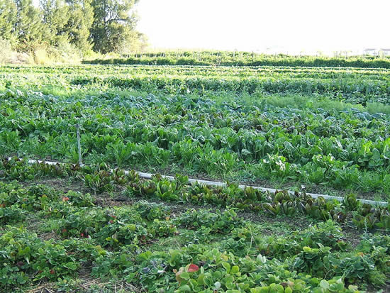 Organic cultivation of mixed vegetables on an organic farm in Capay, California