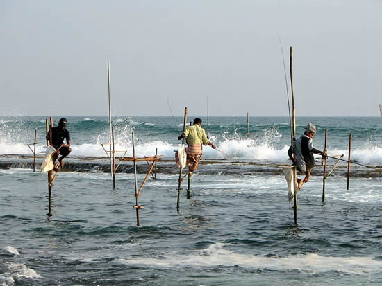 Pêcheurs sur échasses près de Unawatuna, Sri Lanka. Stilts fishermen near Unawatuna, Sri Lanka. Photo by Bernard Gagnon
