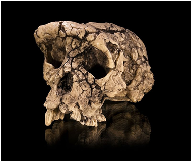 Stéréolithographie du crâne de Toumaï (photo de Didier Descouens).
